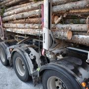 Timber imports show strong market recovery