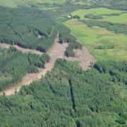 Infected larch trees on Arran to be cleared