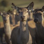 Falling demand for venison threatens woodland