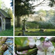 Lockdown – trees, history and biodiversity in the burial ground