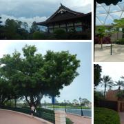 The trees of Epcot at Walt Disney World