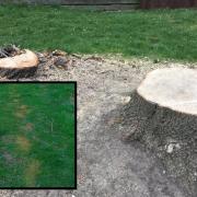Felled tree 'would not survive' vandal's chemical attack