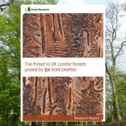 Report examines beetle threat to UK conifer forests