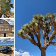 Joshua Tree: a pilgrimage to the Wild West