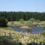 A Scottish Woodlands site in Dumfries and Galloway.