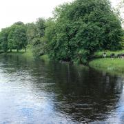 Riverbanks to be planted with thousands of hectares of new woodland