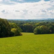 Forestry England woodland creation scheme moves to year-round applications