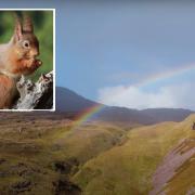 The £8m bid to buy a Highland estate to help save endangered red squirrels