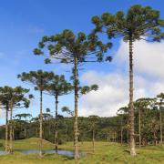 The candelabra  tree or Paraná pine