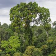 The initiative will tackle illegal deforestation