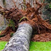 Many trees have been blown down by the strong winds (image: Forestry England)