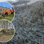 Scottish Forestry bosses are bracing themselves for more Windblow damage after new storms hit the UK (main picture: windblow damage caused by Storm Arwen)