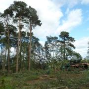 Conifers like Scots pine are widely used in forestry