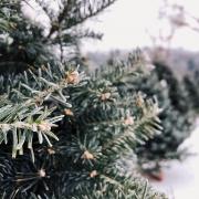 Stock image of Christmas trees