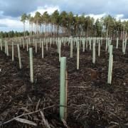 UK forestry wants to see conifers sunk into the earth, not talk over the turf.