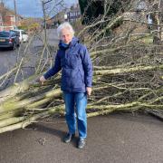 Cllr Barbara Masters with the fallen tree