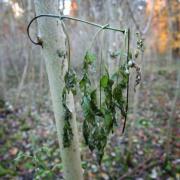 Ash dieback is currently sweeping through the nation's ash trees