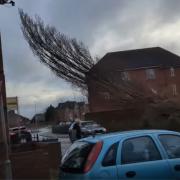 Footage of the botched felling went viral last week