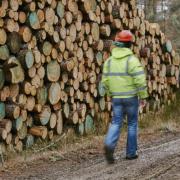 England (and the wider UK) needs to increase the amount of timber it grows at home