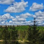 The successful candidate will play a key part in Northern Ireland's forestry industry