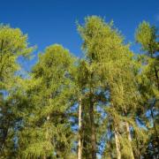 The UK's larch trees have been badly hit by the disease