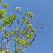 Ash dieback is set to wipe out millions of the UK's ash trees