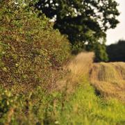 Hedges can be used in both arable and livestock fields