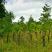 AGP will now apply to the Woodland Creation Offer in England