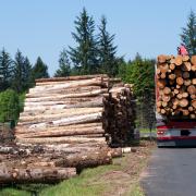One of our readers believes politicians are too quick to overlook commercial forestry