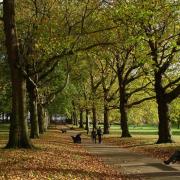 Autumn unfolds along an avenue of London plane trees in the capital’s Hyde Park – 18th October 2007.