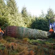 Forestry workers fell a Sitka Spruce tree in Northumberland’s Kielder Forest before it makes the 330-mile journey south to Westminster