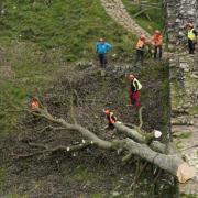 The Sycamore Gap's felling led to widespread anger and grief