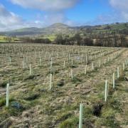 Wales has ambitious plans to plant 86 million trees by the end of the decade
