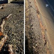 The logs were discovered washed up on the beach last night
