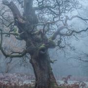 The app centrally records information on hundreds of veteran oaks