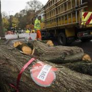 Thousands of trees were felled in the city