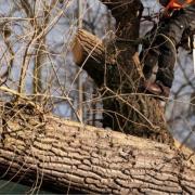 The two arborists committed serious offences