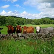 The Scottish Government is keen to encourage more farmers and crofters to gain the benefits of growing trees.