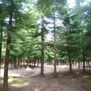 It will take a brave man or woman to plant western Hemlock in Wales given that around half of the country is already covered by ‘Demarcated Areas’ for Phytophthora pluvialis.