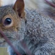 Grey squirrels pose a particular threat to broadleaved woodland