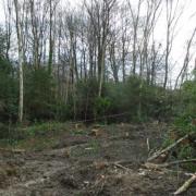 Trees were cleared from the ancient woodland without permission,