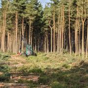Back on the estate work, felling pine and cutting log, pallet and chip with brash recovery topping up the coffers.