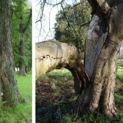 Right: Bacterial bleeding canker of horse chestnut was of major concern during the first decade of this century, until the industry was faced with bigger fish to fry.