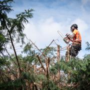 Research suggests pay has stagnated for arborists in the UK - but is this the case?