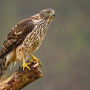 The goshawk (Accipiter gentilis) is making a comeback in the UK’s forests.