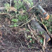 A landowner was prosecuted and fined for the unauthorised felling of the trees
