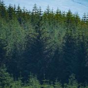 Species like Sitka spruce are key to Scotland's timber industry, but plantations often face fierce opposition