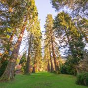 California redwoods have been shown to be thriving in the UK