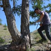 Researchers take tree ring samples using cores from thousands of alive and dead trees to build a more reliable picture of past climates
