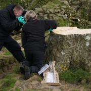 The much-photographed tree, which stood next to Hadrian’s Wall in Northumberland for 200 years, was chopped down in September last year
